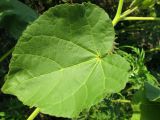 Abutilon theophrasti