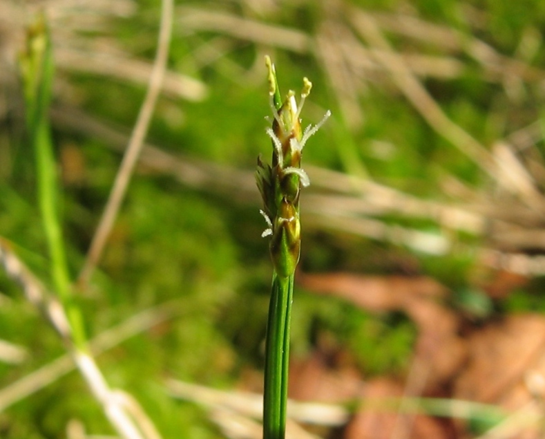 Изображение особи Carex chordorrhiza.