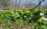 Caltha fistulosa