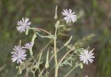 Lactuca undulata