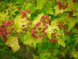 Physocarpus opulifolius