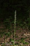 Platanthera bifolia