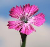 Dianthus fischeri