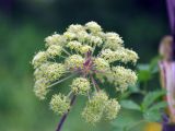 Archangelica officinalis. Соцветие. Республика Коми, берег р. Печора в окр. села Усть-Илыч. 15.08.2014.