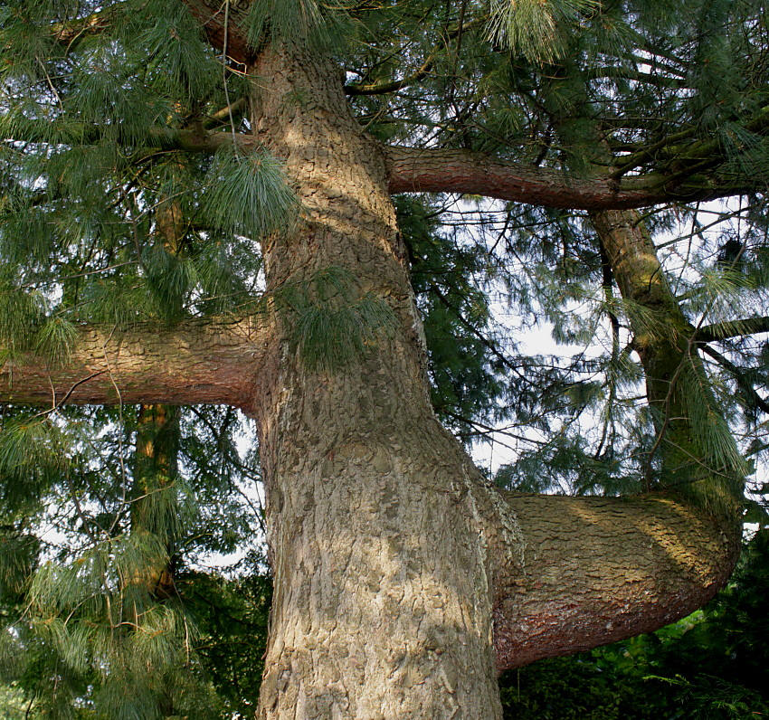 Image of Pinus wallichiana specimen.