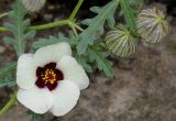 Hibiscus trionum