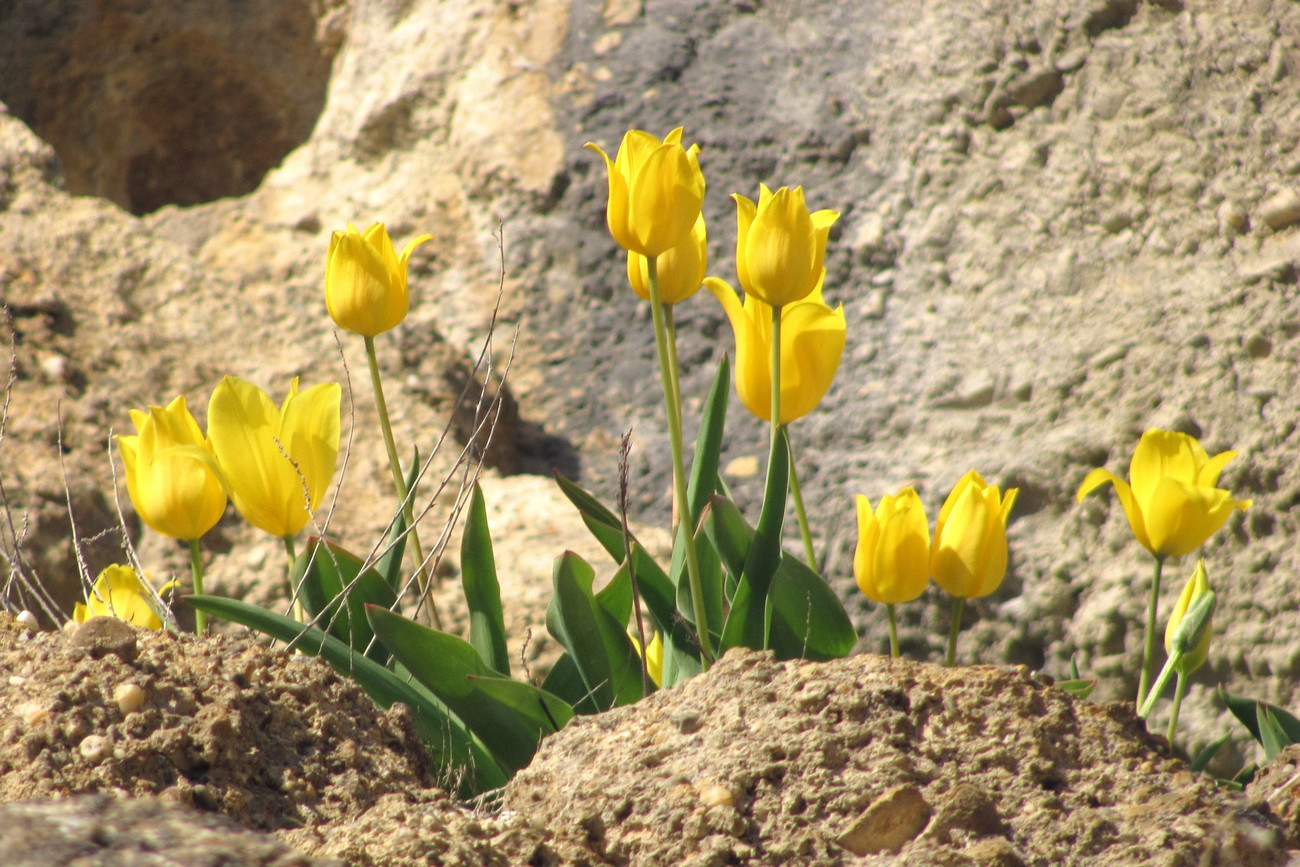 Изображение особи Tulipa suaveolens.