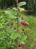 Cotoneaster melanocarpus. Побег с плодами. Иркутская обл., г. Бодайбо, правый борт долины р. Витим. 03.08.2014.