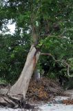 Intsia bijuga. Ствол и часть кроны взрослого дерева. Андаманские острова, остров Хейвлок, прибрежный лес. 30.12.2014.