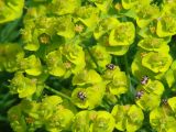 Euphorbia cyparissias