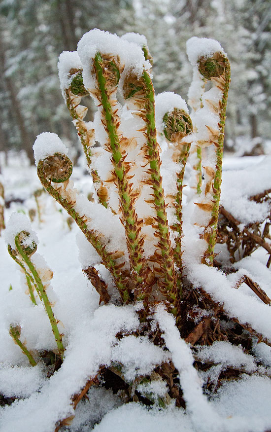 Изображение особи Dryopteris expansa.