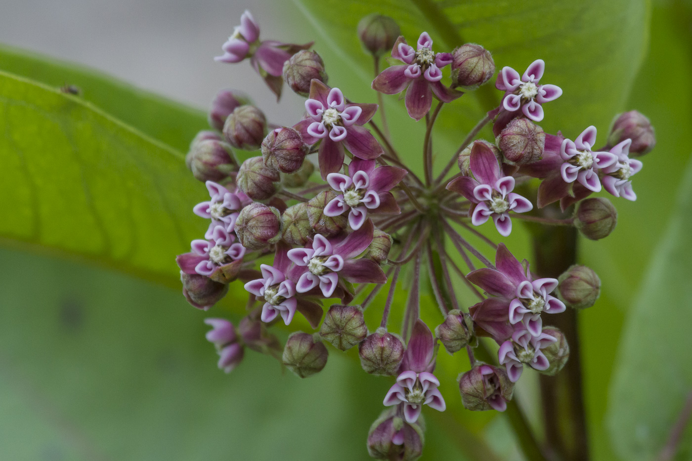 Изображение особи Asclepias syriaca.