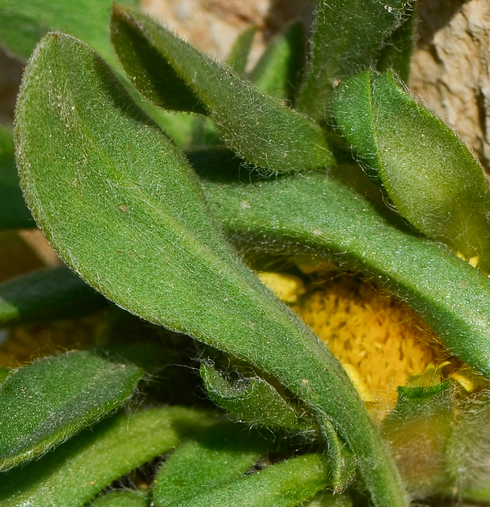 Изображение особи Asteriscus graveolens.