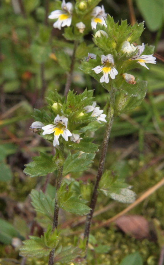 Изображение особи Euphrasia syreitschikovii.