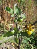 Solanum luteovirescens. Часть растения с плодами разной степени зрелости. Томск, пустырь. 26.09.2016.