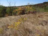 Peucedanum ruthenicum