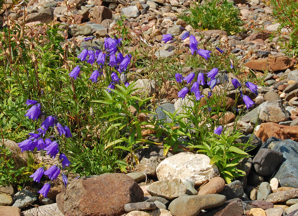 Изображение особи Campanula rotundifolia.