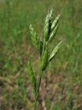 Bromus hordeaceus. Соцветие. Нидерланды, провинция Gelderland, община Heumen, на залежи. 12 июня 2010 г.