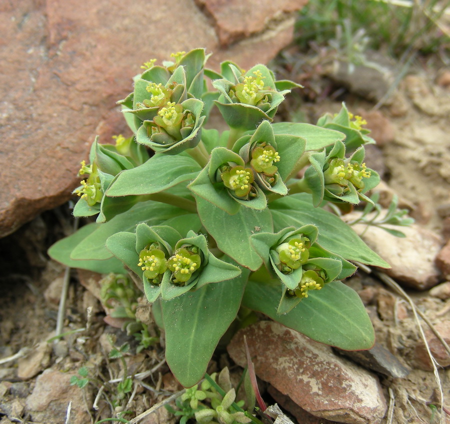 Изображение особи Euphorbia rapulum.