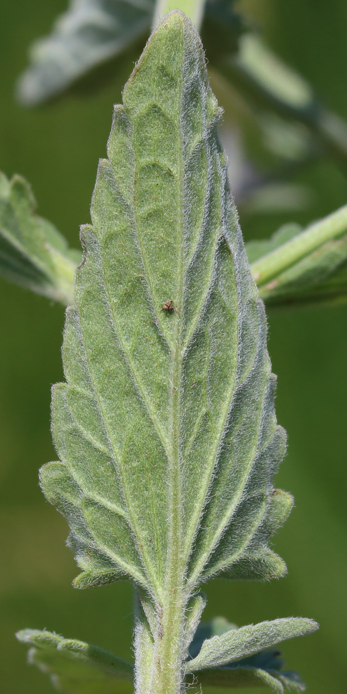 Изображение особи Nepeta parviflora.