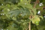 Quercus cerris. Часть веточки со зреющим плодом. Бельгия, г. Антверпен, озеленение. Август.