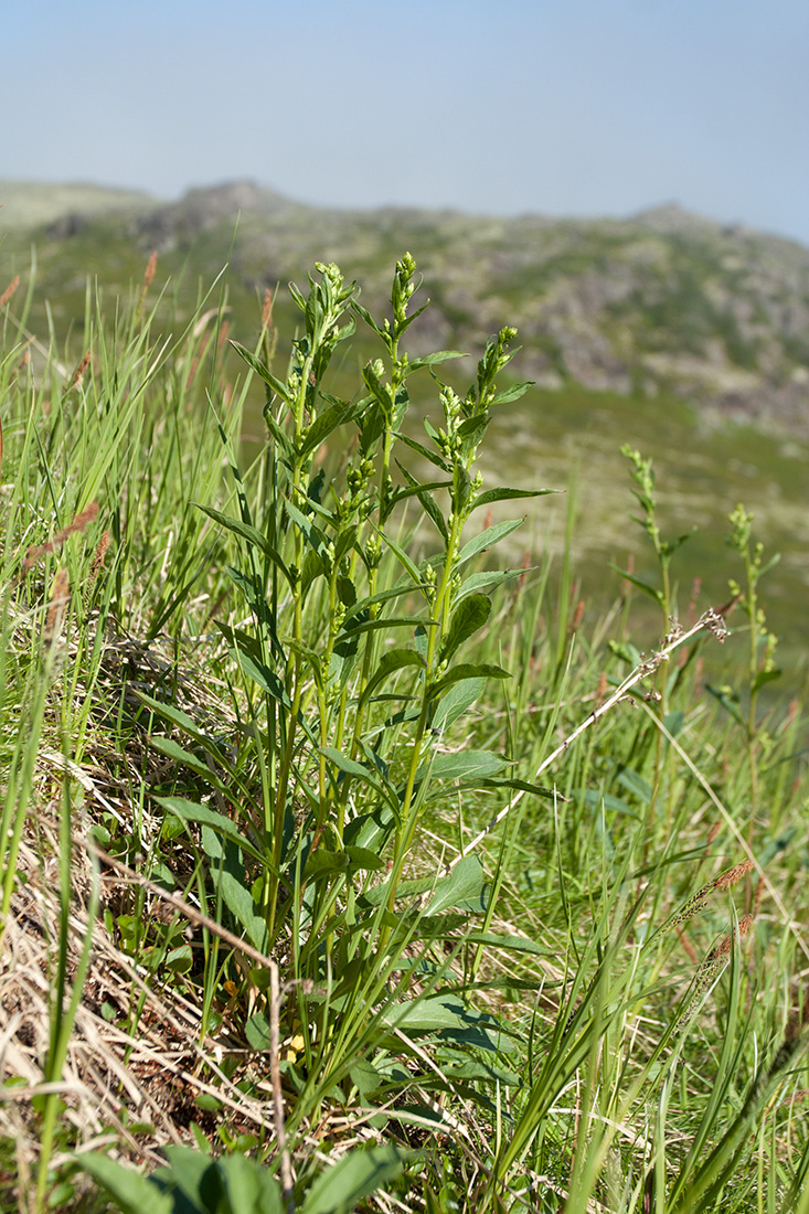 Изображение особи Solidago virgaurea ssp. lapponica.