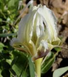 Iris pumila ssp. attica