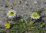 Taraxacum dealbatum. Цветущее растение с кормящейся мухой. Монгольский Алтай, Баян-Ульгийский аймак, сомон Сагсай, окраина пос. Сагсай, выбитая степь, территория заброшенного пионерского лагеря. 04.08.2008.