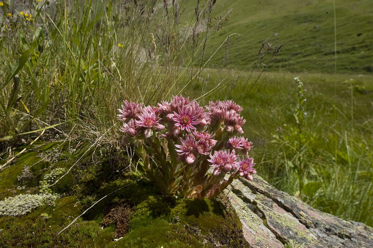 Изображение особи Sempervivum caucasicum.