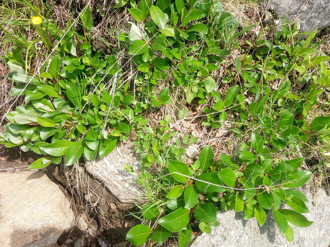 Изображение особи Salix saxatilis.