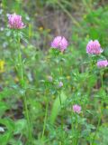 Trifolium pratense