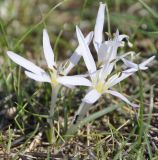 Colchicum pusillum