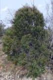 Juniperus foetidissima