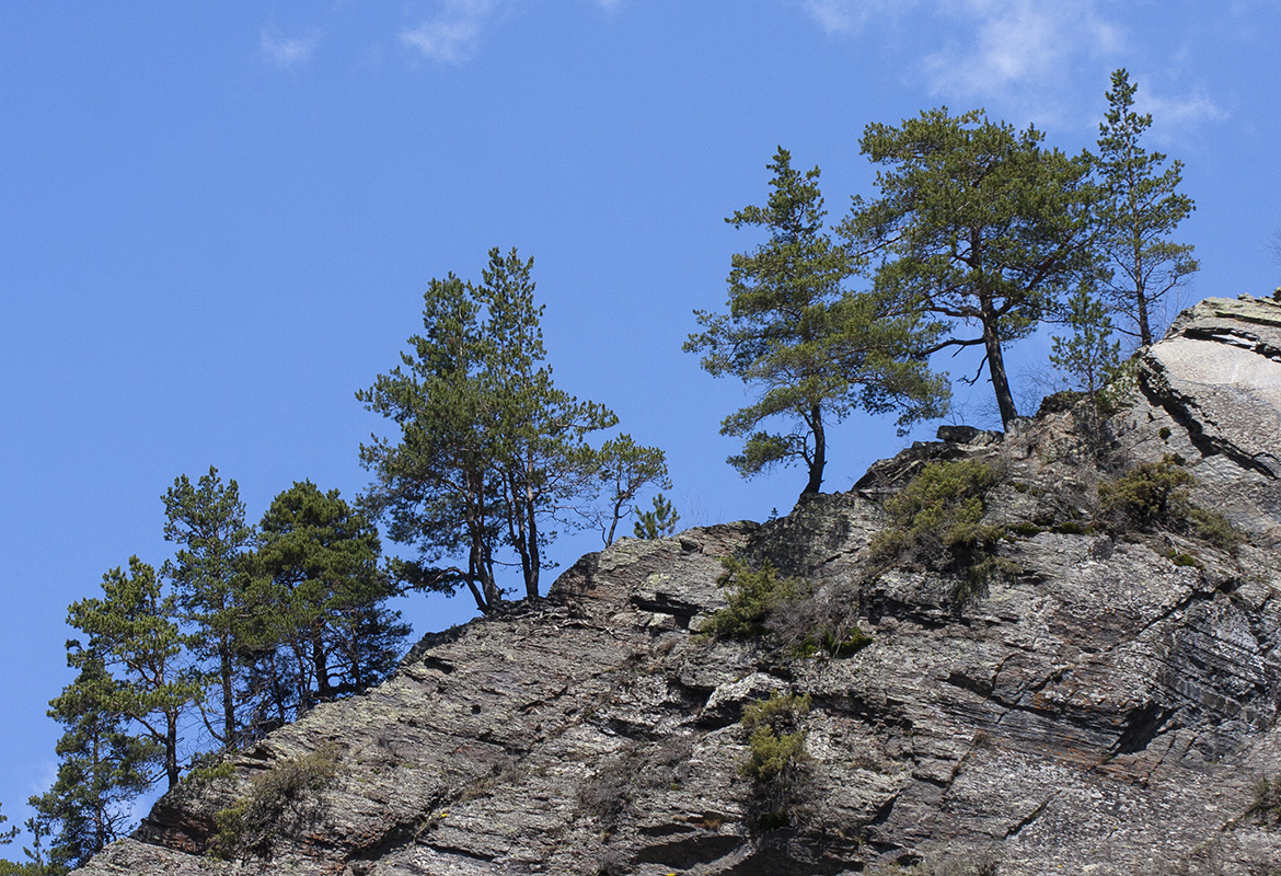 Изображение особи Pinus sylvestris ssp. hamata.