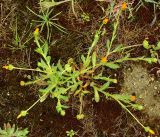 Calendula gracilis. Цветущее растение. Азербайджан, Баку, пос. Мардакян. 10.04.2010.