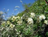 Spiraea hypericifolia