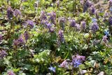 Corydalis solida