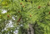 Larix occidentalis