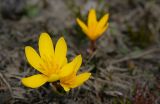 Colchicum luteum