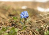 семейство Boraginaceae. Цветущее растение. Красноярский край, г. Норильск, окр. р-на Талнах, на склоне горы. 24.06.2021.