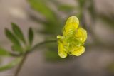 Ranunculus arvensis