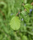 Alnus incana