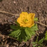 Trollius ranunculinus