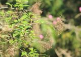 Ageratina ligustrina. Верхушки побегов с сухими соплодиями. Абхазия, г. Сухум, Ботанический сад, в культуре. 7 марта 2016 г.