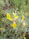 Astragalus lasiosemius