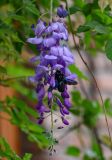 Wisteria sinensis. Соцветие с кормящейся Xylocopa. Грузия, г. Тбилиси, в культуре. 10.06.2023.