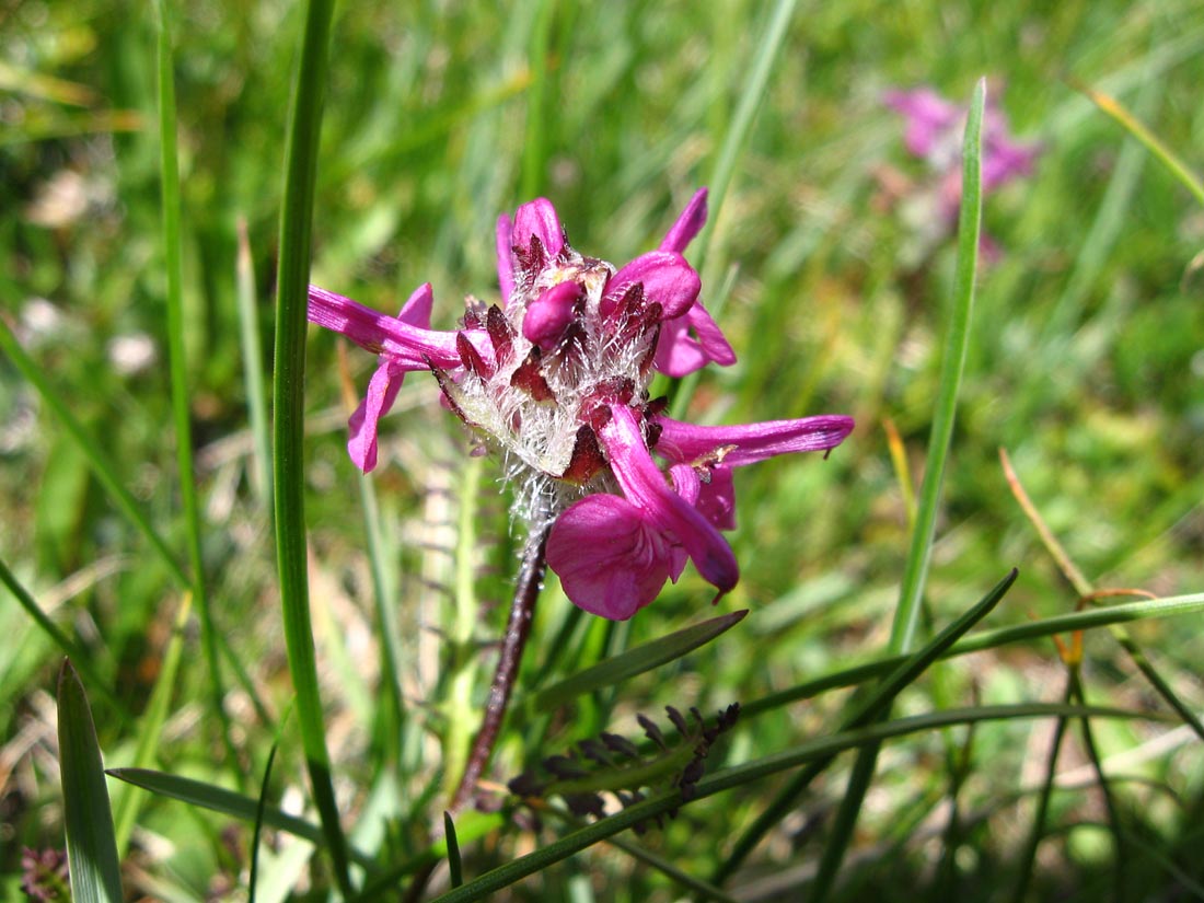 Изображение особи Pedicularis caucasica.