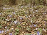 Hepatica nobilis