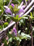 Lamium amplexicaule var. orientale