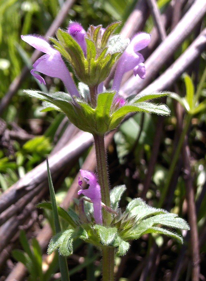 Изображение особи Lamium amplexicaule var. orientale.